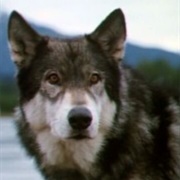White Fang