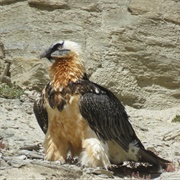 Bearded Vulture