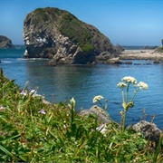 Harris Beach State Park
