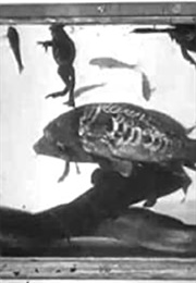 Aquarium (1895)