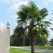 Palm Tree