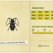 Citrus Long-Horned Beetle