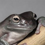 White's Tree Frog