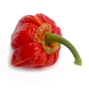 7 Pot Bubblegum Pepper