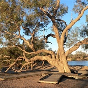 Coolibah (Eucalyptus Microtheca)