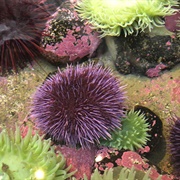 West Coast Sea Urchin