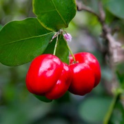 Barbados Cherry