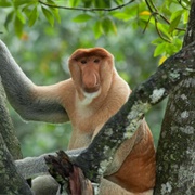 Nose Monkey
