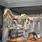Utah State University Eastern Prehistoric Museum