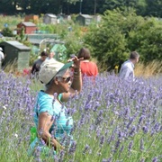Carshalton Lavender