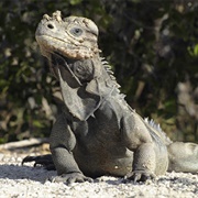 Rhinoceros Iguana