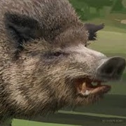 Boar