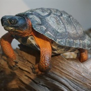 National Mississippi River Museum and Aquarium