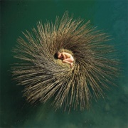 OVO (Peter Gabriel, 2000)