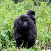 Come Eye-To-Eye With Africa's Mountain Gorillas, Rwanda