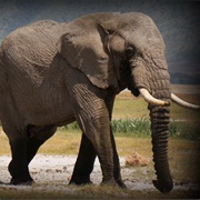 Ngorongoro Crater, Tanzania