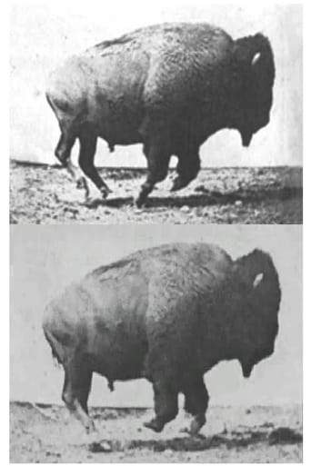 Buffalo Running (1883)