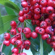 Toyon