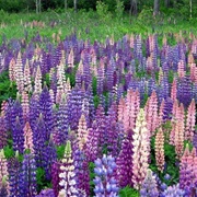 Blue Bonnets (Lupines)