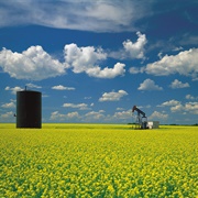 Cut the Mustard (SK) Mustard Festival