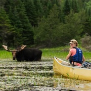 Canoe in Algonquin Park (ON)