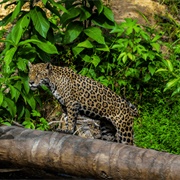Central Suriname Nature Reserve