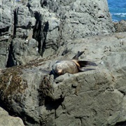 Turakirae Head Seals Walk, Wainuiomata