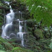 Whirinaki Forest Walk