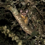 Senegal Bushbaby