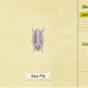 Sea Pig