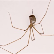 Daddy Long Legs