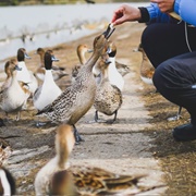 Feed the Ducks