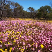 Coalseam Conservation Park, Western Australia