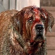 Cujo