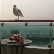 Explorer of the Seas Docked at Victoria, Canada