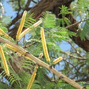 Kher (Senegalia Catechu)