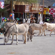 Wild Burros of Oatman