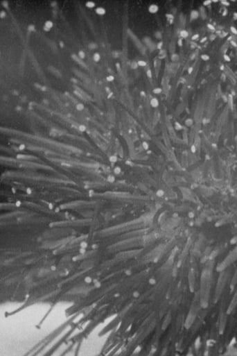 Sea Urchins (1928)