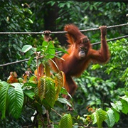 Sandakan (Borneo), Malaysia