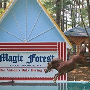 Magic Forest Diving Horse