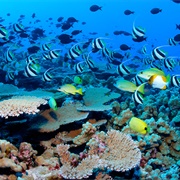 Banana Reef, Maldives