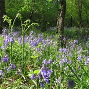Ulverscroft Nature Reserve