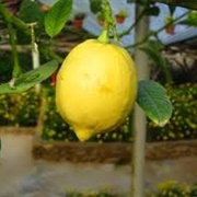Cameron Highlands Lemons