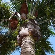 Maripa Palm (Attalea Maripa)
