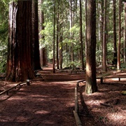 Redwoods Grove Walk