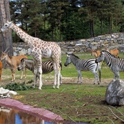 Kristiansand Zoo and Amusement Park