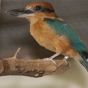 Guam Kingfisher