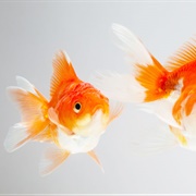 Goldfish
