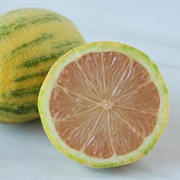 Variegated Pink Lemon