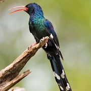 Green Wood Hoopoe